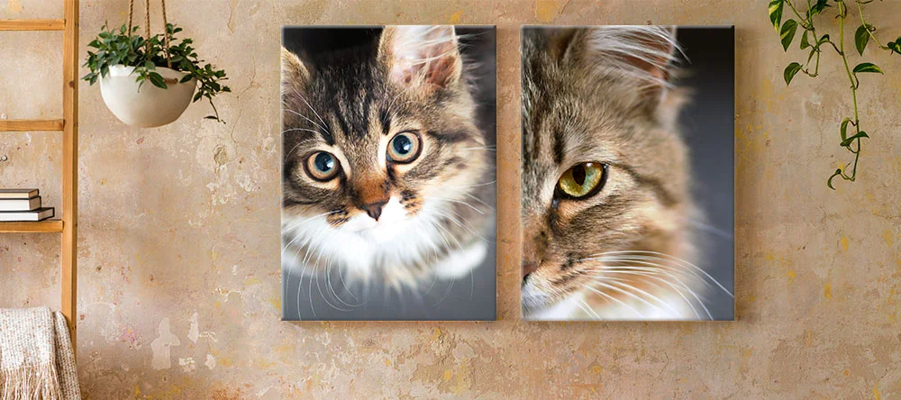 Drucke deine Katzen-Leinwandbilder mit MEINFOTO