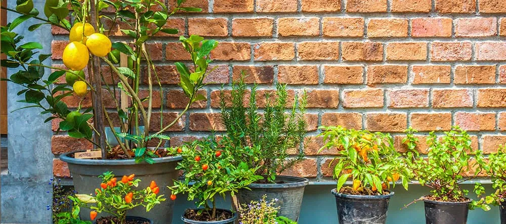 Spendiere deinen Gästen doch mal ein Wasser mit Zitrone aus dem eigenen Garten