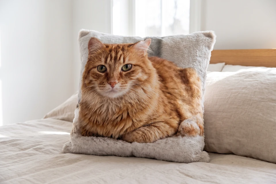 Plüsch-Fotokissen mit Katzenfoto
