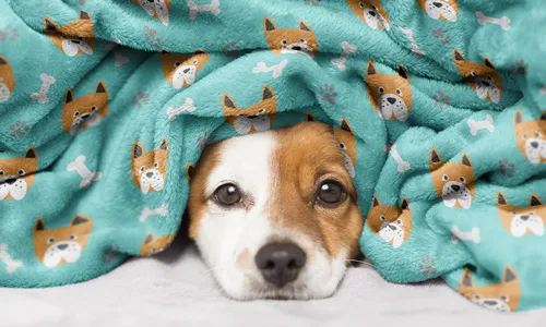 Dog image
