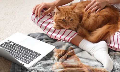 Cat image