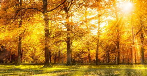 Herbstfotografie - das Gold in den Blättern