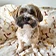 thumbnail Hund auf einer gemusterten Decke