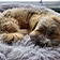 thumbnail schlafender Hund mit verdecktem Gesicht