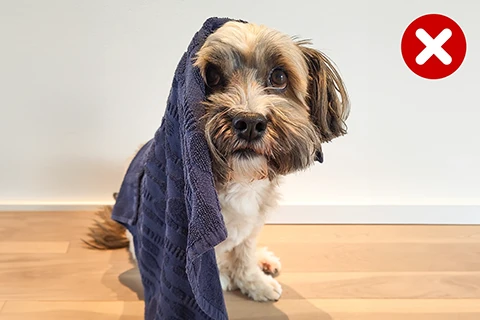 Hund mit Handtuch bedeckt