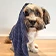 thumb Hund mit Handtuch bedeckt